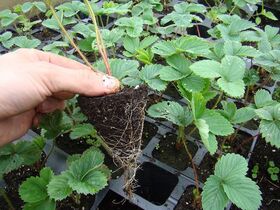 strawberry gardeners - КФХ Иванова - Products buy wholesale from manufacturer and supplier on UDM.MARKET