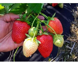 Ягоды клубники ( земляники садовой, виктории) - КФХ Иванова - Сельское хозяйство и Продукты питания купить оптом от производителя на UDM.MARKET