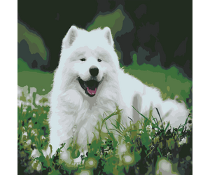 Painting by numbers "Samoyed" 40x50cm - ООО «Мега-Групп» - Toys & Hobbies  buy wholesale from manufacturer and supplier on UDM.MARKET