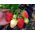 Ягоды клубники ( земляники садовой, виктории) - КФХ Иванова - Сельское хозяйство и Продукты питания купить оптом от производителя на UDM.MARKET