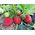 Strawberry berries\ Ягоды клубники - КФХ Иванова - Agriculture & Food buy wholesale from manufacturer and supplier on UDM.MARKET