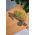 Деревянный пазл Хамелеон - WOOD MAGIC - Игрушки и хобби купить оптом от производителя на UDM.MARKET