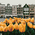 Картина по номерам "Желтые тюльпаны" 40х50см - ООО «Мега-Групп» - Игрушки и хобби купить оптом от производителя на UDM.MARKET