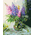 Painting by numbers "Lupines" 40x50 cm - ООО «Мега-Групп» - Toys & Hobbies  buy wholesale from manufacturer and supplier on UDM.MARKET