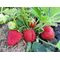 Strawberry berries\ Ягоды клубники - КФХ Иванова - Agriculture & Food buy wholesale from manufacturer and supplier on UDM.MARKET