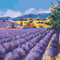Painting by numbers "Field of lavender" 40x50cm - ООО «Мега-Групп» - Toys & Hobbies  buy wholesale from manufacturer and supplier on UDM.MARKET