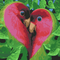 Картина по номерам "Любовь попугаев" 40х50см - ООО «Мега-Групп» - Игрушки и хобби купить оптом от производителя на UDM.MARKET