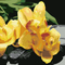 Картина по номерам "Желтая орхидея" 40х50см - ООО «Мега-Групп» - Игрушки и хобби купить оптом от производителя на UDM.MARKET